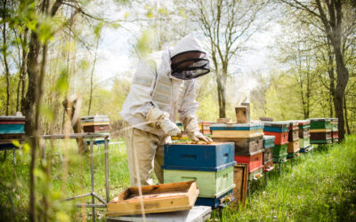 Dlaczego warto wybrać właśnie nasz miód? Miód Drahimski – Skarb Pojezierza Drawskiego z Certyfikatem Chronionego Oznaczenia Geograficznego –