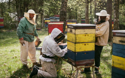 Miód Rzepakowy Drahimski Kremowany na Zimno – Naturalny Skarb Twojej Kuchni!