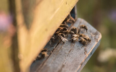 Miód surowy a miód przemysłowy – kluczowe różnice i wpływ na zdrowie.