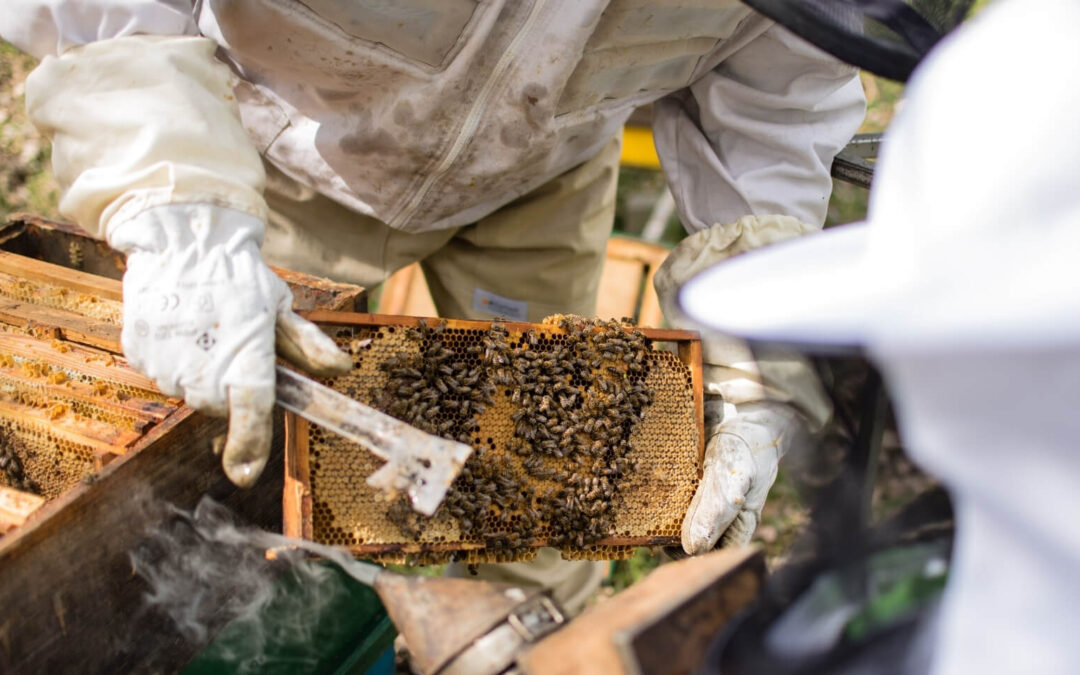 Pierzga – właściwości, dawkowanie, korzyści zdrowotne i jak ją stosować?